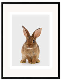 Ingelijste kunstdruk Brown Bunny