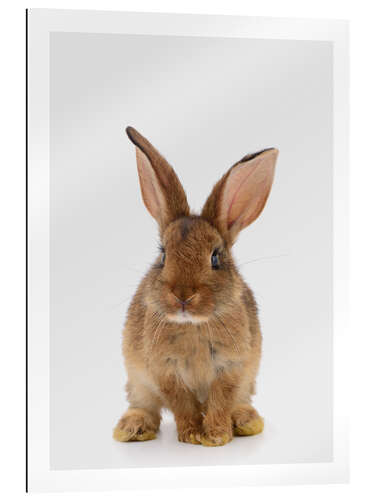 Gallery print Brown Bunny