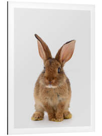Magnettafel Braunes Häschen