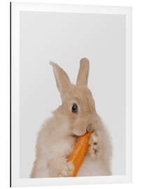 Aluminium print Rabbit with a carrot I