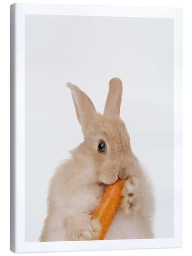 Lerretsbilde Rabbit with a carrot I