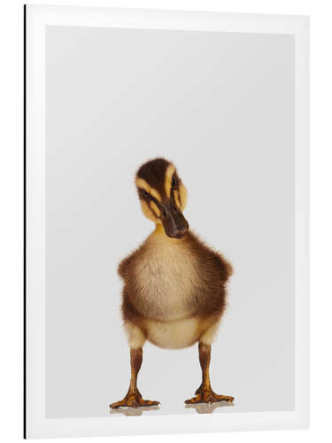 Aluminium print Skeptical Duckling