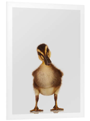 Foam board print Skeptical Duckling