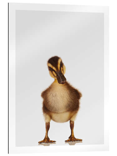 Gallery print Skeptical Duckling