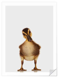 Selvklebende plakat Skeptical Duckling