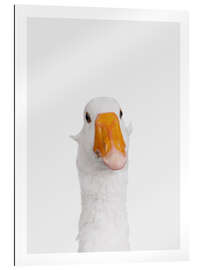 Tableau en plexi-alu Funny Goose