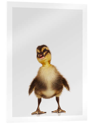 Acrylic print Happy Duckling