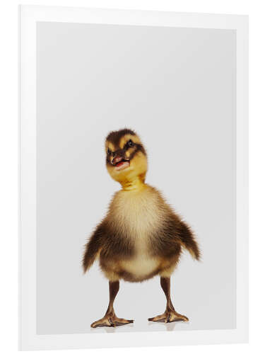 Tableau en PVC Happy Duckling