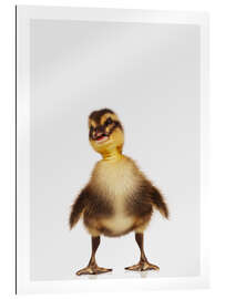 Gallery print Happy Duckling