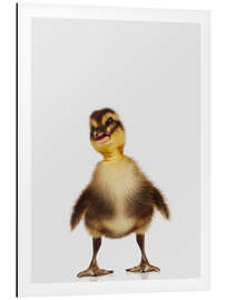 Magnettafel Fröhliches Entchen