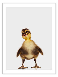 Wall print  Happy Duckling - Animal Kids Collection