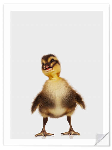 Selvklebende plakat Happy Duckling