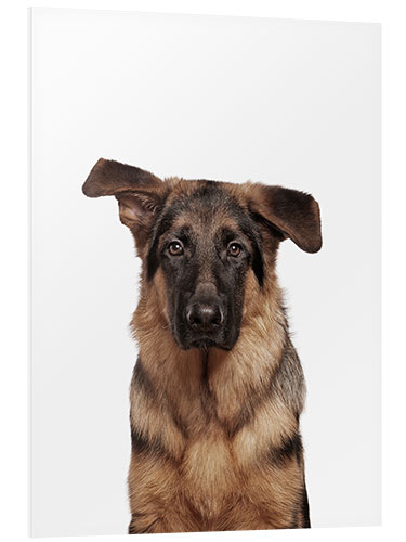 Bilde på skumplate Young German Shepherd