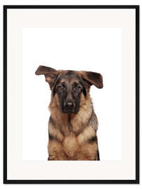 Gerahmter Kunstdruck Junger Schäferhund