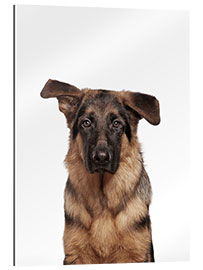 Quadro em plexi-alumínio Young German Shepherd