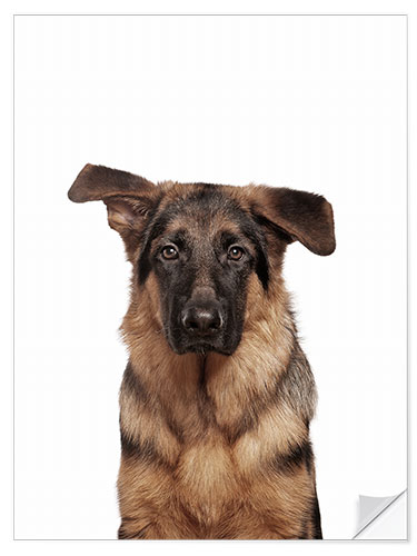 Selvklæbende plakat Young German Shepherd