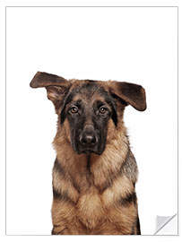 Selvklebende plakat Young German Shepherd