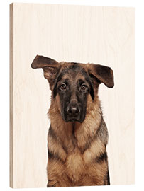 Wood print Young German Shepherd