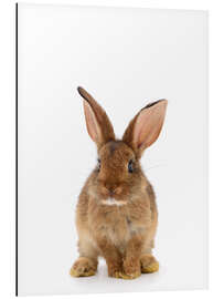 Magnettafel Häschen