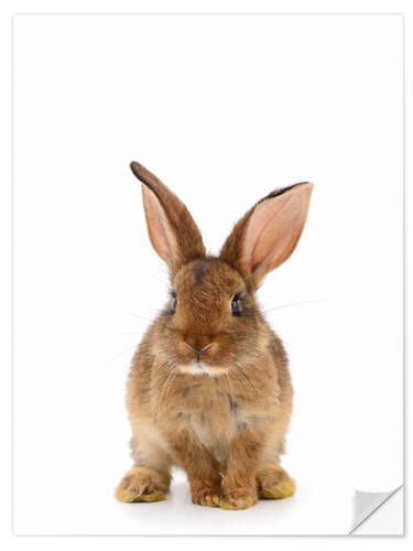 Naklejka na ścianę Bunny