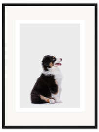 Gerahmter Kunstdruck Australian Shepherd Welpe II