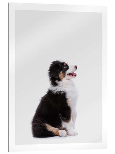 Gallery print Australian Shepherd Puppy II