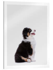 Gallery print Australian Shepherd Puppy II