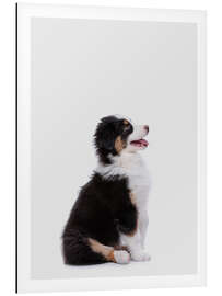 Magnettafel Australian Shepherd Welpe II