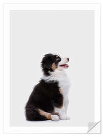 Wall sticker Australian Shepherd Puppy II - Animal Kids Collection