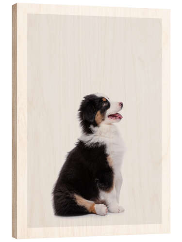 Stampa su legno Cucciolo di Australian Shepherd II