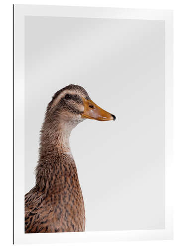 Gallery print Jolly Duck