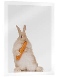 Acrylic print Rabbit with a carrot III