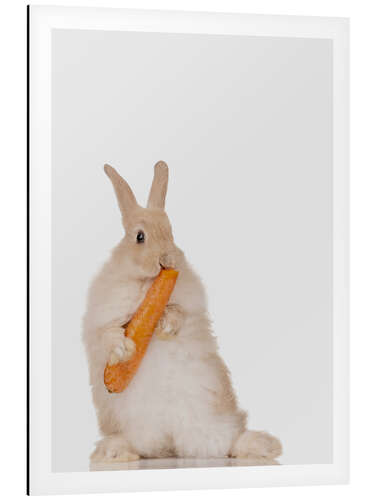 Aluminium print Rabbit with a carrot III