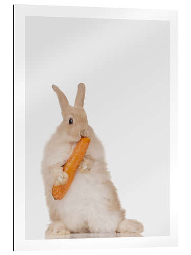 Gallery print Rabbit with a carrot III