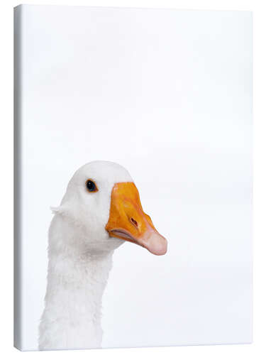 Canvas print White Goose I