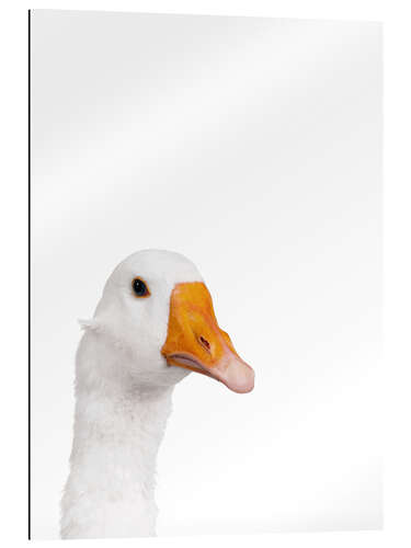 Gallery print White Goose I