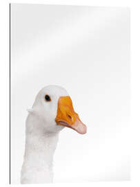 Quadro em plexi-alumínio White Goose I