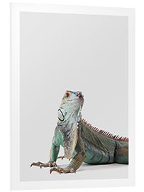 Foam board print Friendly Iguana