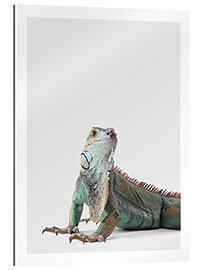 Galleriprint Friendly Iguana