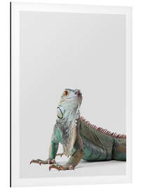 Magnettafel Freundlicher Leguan