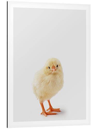 Tableau en aluminium Cheeky Chick