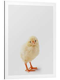 Tableau en aluminium Cheeky Chick