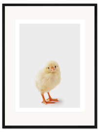 Gerahmter Kunstdruck Keckes Küken