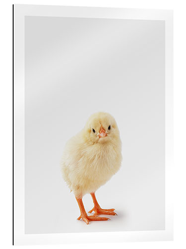 Gallery print Cheeky Chick