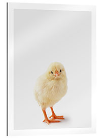 Gallery print Cheeky Chick