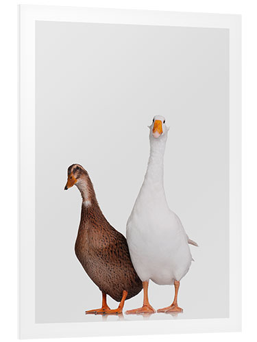 Foam board print Mr Goose and Mrs Duck