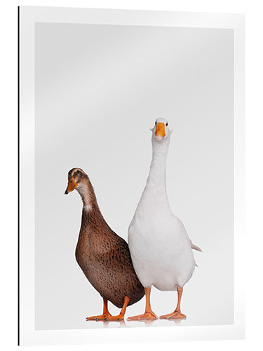 Gallery print Mr Goose and Mrs Duck