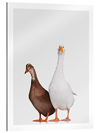 Tableau en plexi-alu M. Canard et Mme Oie