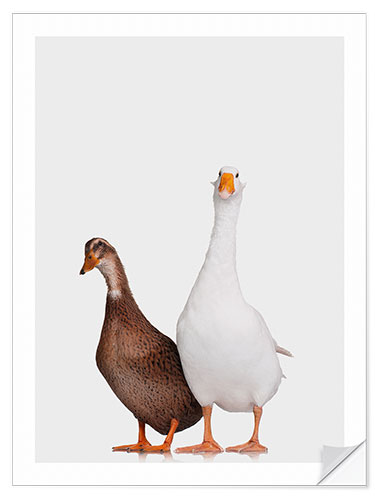 Selvklebende plakat Mr Goose and Mrs Duck