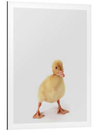 Tableau en aluminium Duckling II